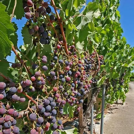 Rafalet Pollensa